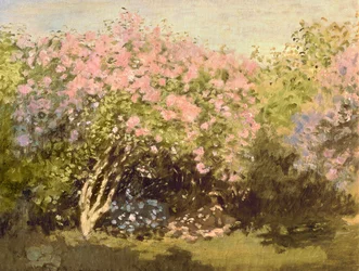 Orgona a napfényben, 1873
